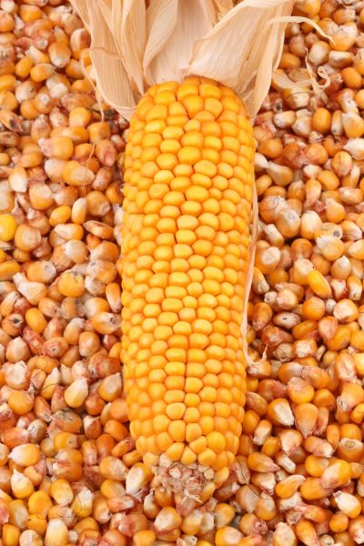 Maize (Yellow)