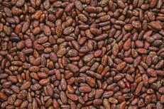 Cocoa Bean