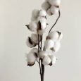 cotton