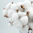cotton 2