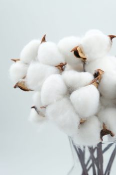 Cotton