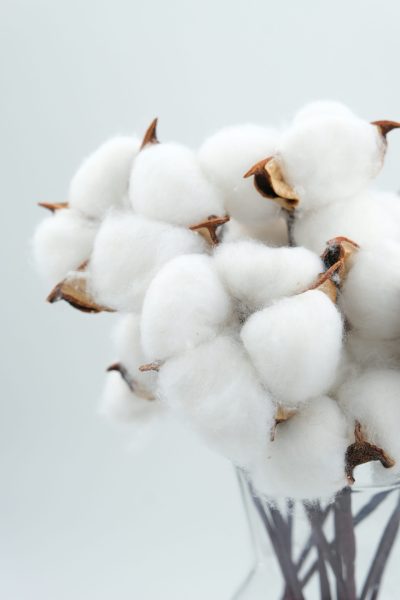 Cotton