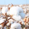 A cotton plant growing in a farmer's field in Frost, Texas