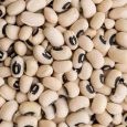 cowpea 2
