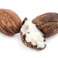 three shea nuts, one is filled with butter. Close up obtained by blending together 14 photos to maximize depth of field