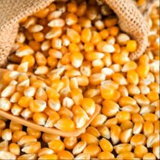 Maize